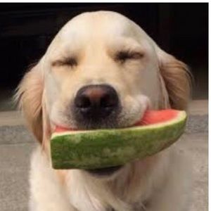 Meet your Posher, Jackson